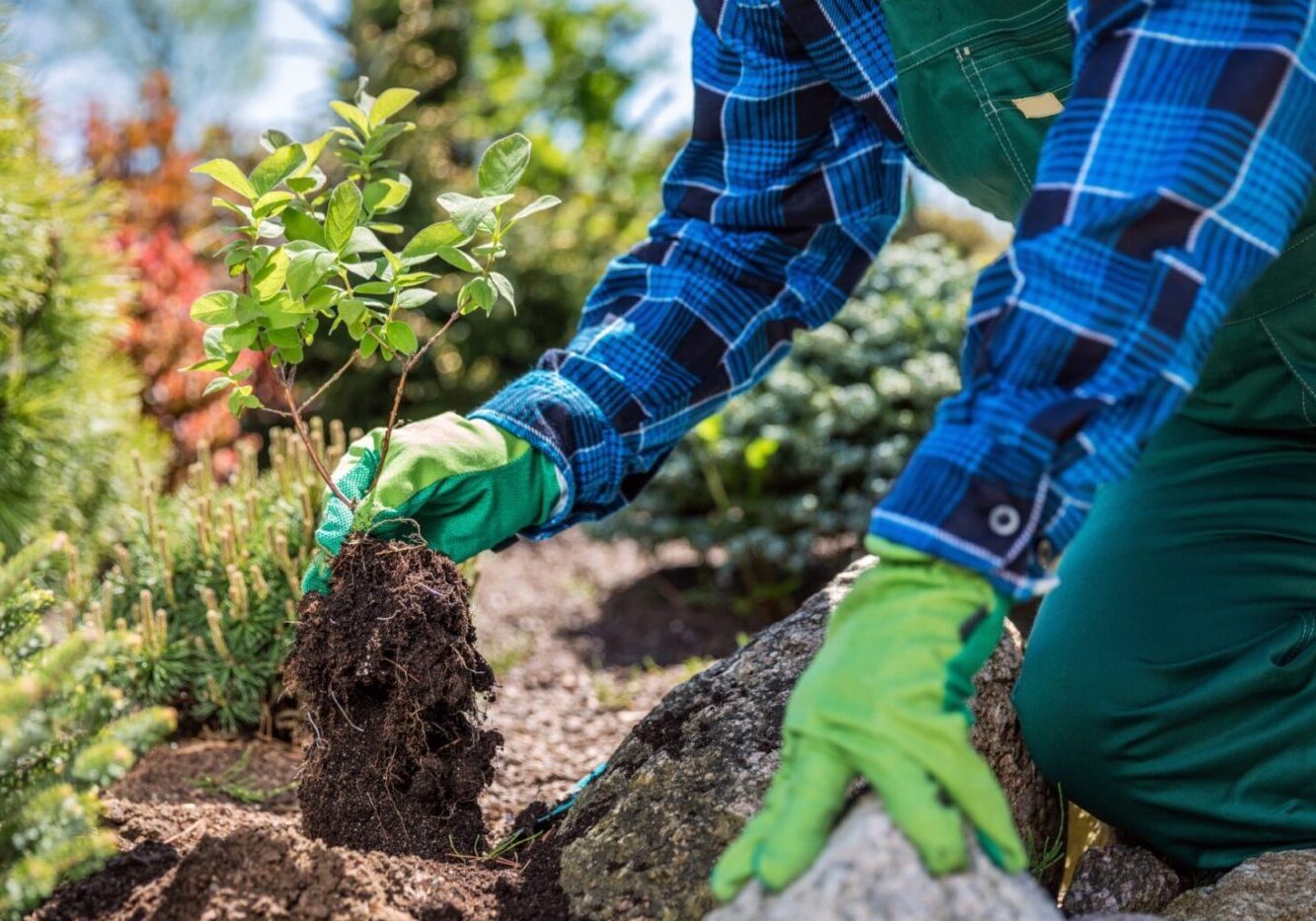 Gardener planting new tree in a garden.